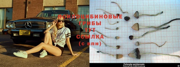 PSILOCYBIN Алзамай